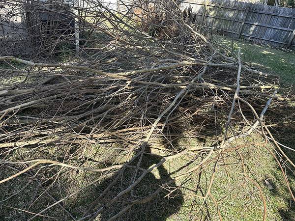 Haul Off Shrubs and Small Tree Branches