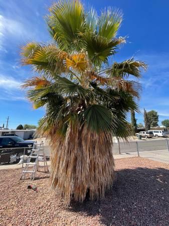 Yard clean up & landscaping