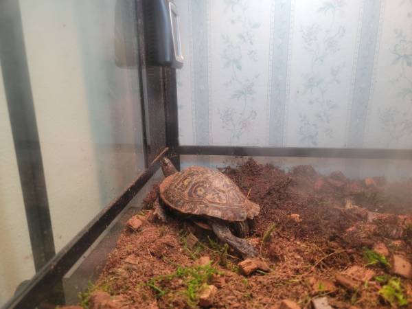 Ornate turtle for rehoming OBO