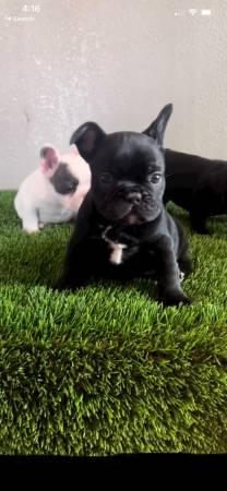 French Bulldog Puppies