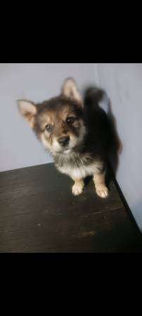 8week old puppy shepherd malaimute wolf