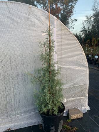 Arizona Cypress