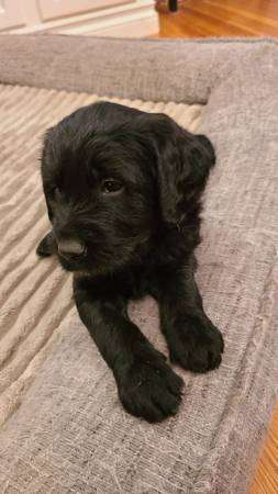 Labradoodle puppy