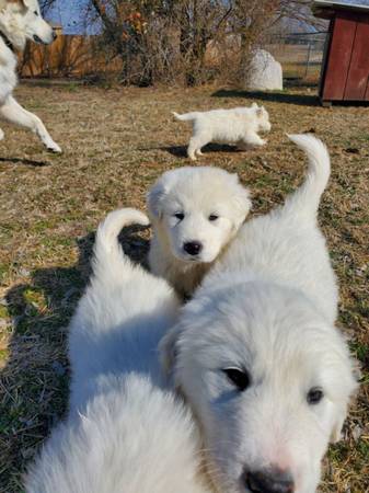 Great Pyrenees Puppies