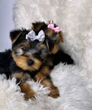 teacup yorkie puppies