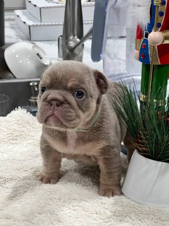 English bulldog pups