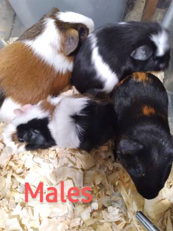 guinea pigs