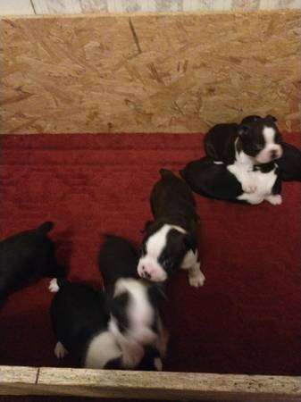 ckc Boston Terriers