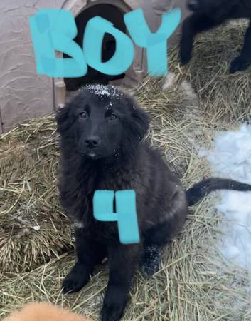 GERMAN SHEPHERD – PYRANEES – LAB Cross pups puppies.