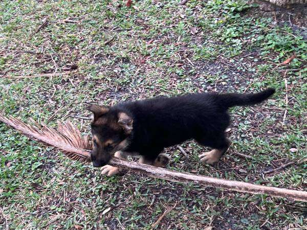 9wk male German shepherd