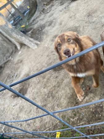 Australian Shepherd