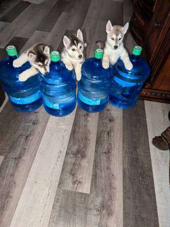 Rehoming Husky Pups