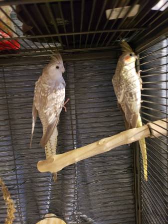 Baby Pearl Cockatiels