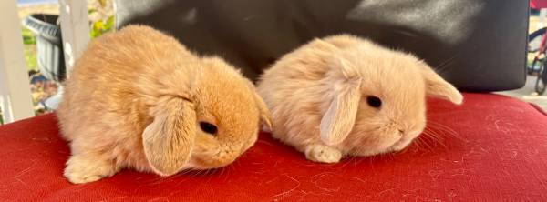 Holland lop buck