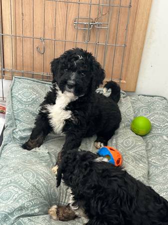 Bernedoodle puppy