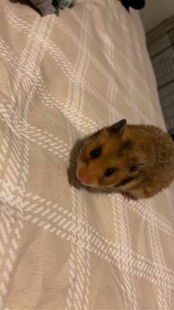 Hamster (Young)