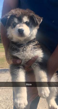 Siberian husky puppies