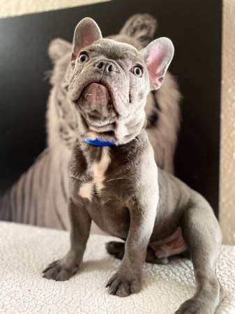 Blue frenchie akc