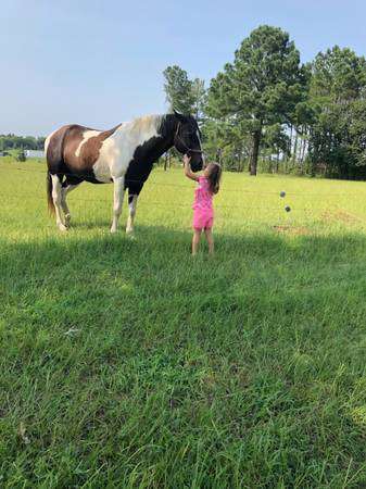 Registered Missouri Foxtrotter