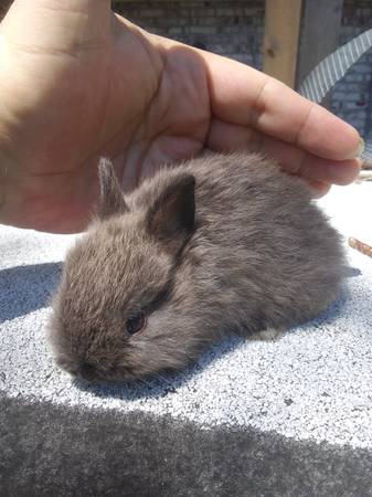 Netherland Dwarf Rabbits for Rehoming $60