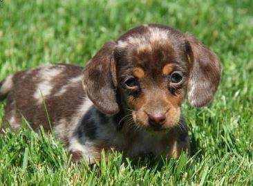 full blooded Dachshund dog