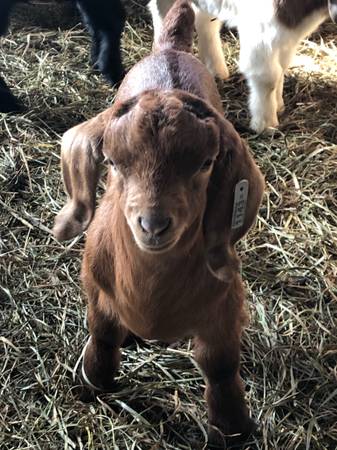 4-H Boer Goat Kids