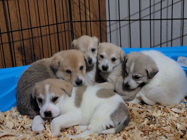 Golden Retriever Mix Puppies