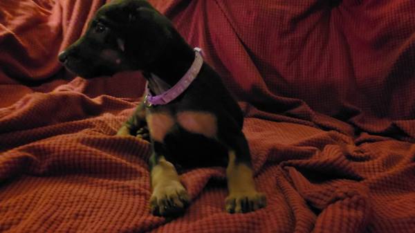 Rehoming Doberman Puppies