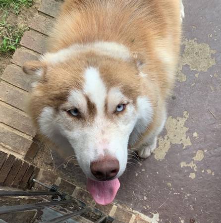 Red Husky