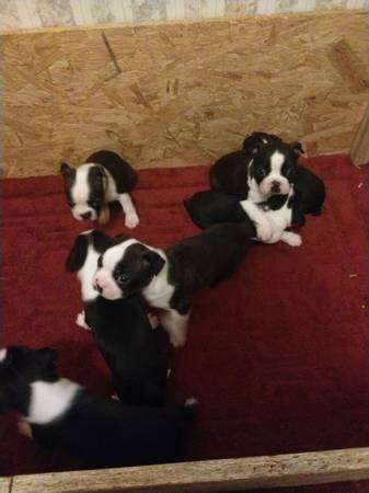 ckc Boston Terriers