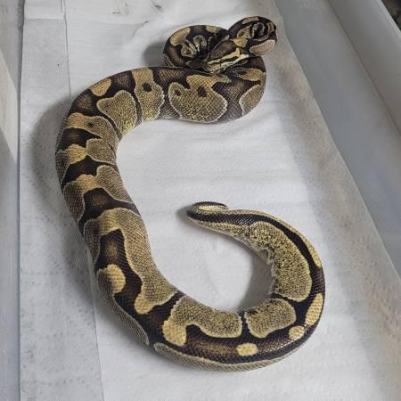 Rehoming Ball Python collection