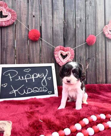 English Springer spaniels