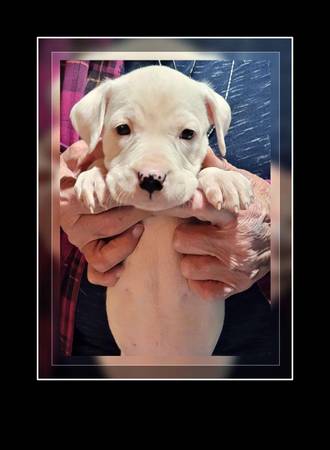 Cute Boxer/Staffy Pups