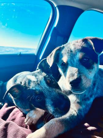 Heeler puppies