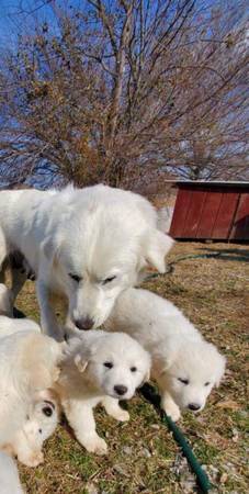 Great Pyrenees Puppies