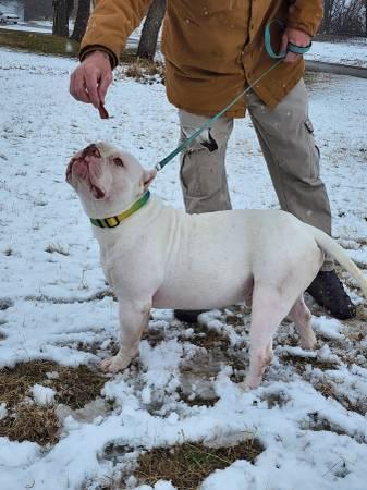 Male American Bully ABKC Rocko line