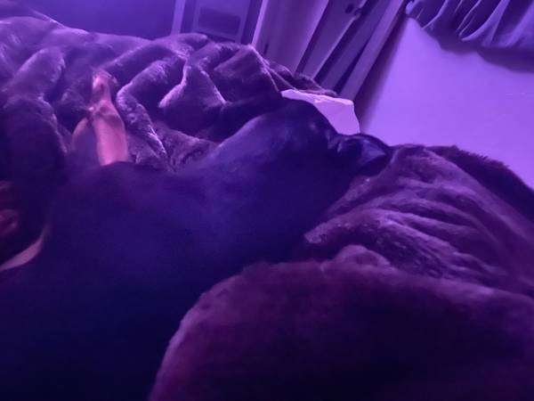 Rehoming 6 month old female Doberman