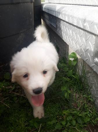 Great pyrenees puppies $150