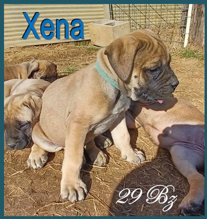 Xena – Mastiff Puppy for Rehome