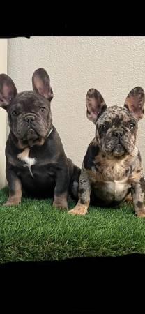 French Bulldog Puppies