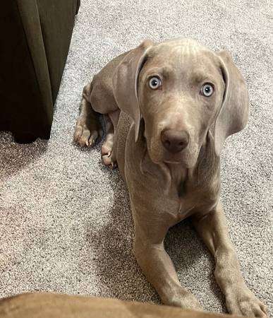 Weimaraner Pup