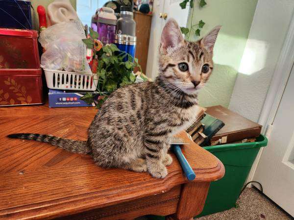 Kitten female Bengal