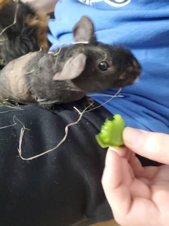 2 Female Guinea Pigs (one skinny pig!)