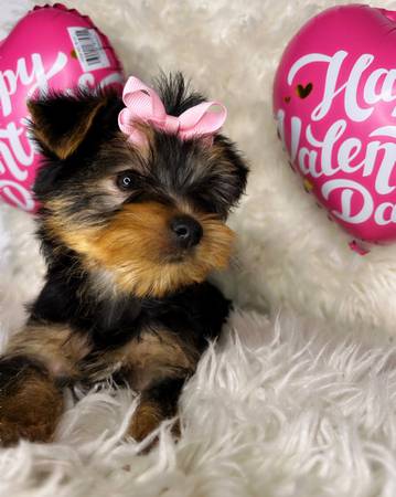 teacup yorkie puppies