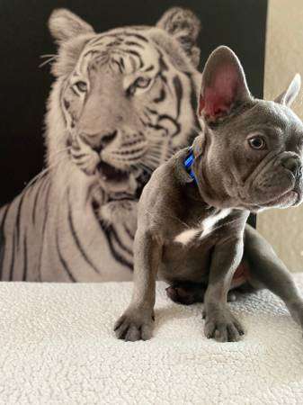 Blue frenchie akc