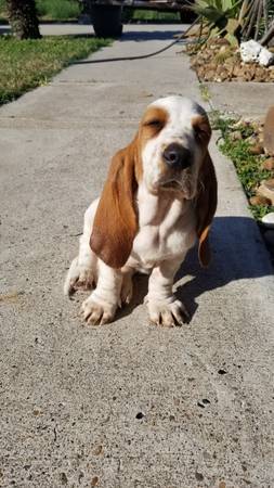 Basset hound puppy