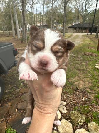 Mini Australian shepherds