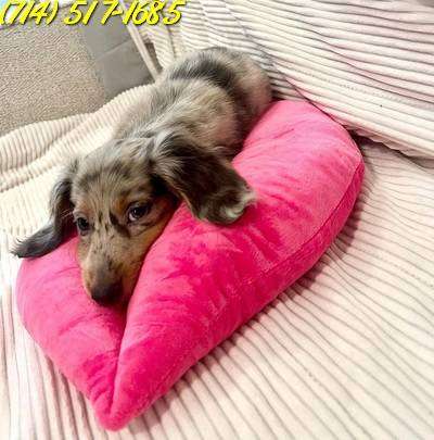 DACHSHUND-Dog-pure breed