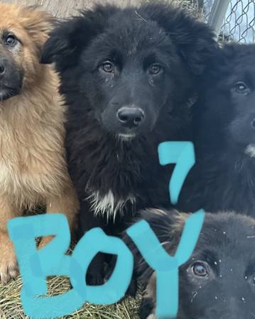 FARM DOGS 1/2 German shepherd 1/4 Pyranees 1/4 Lab