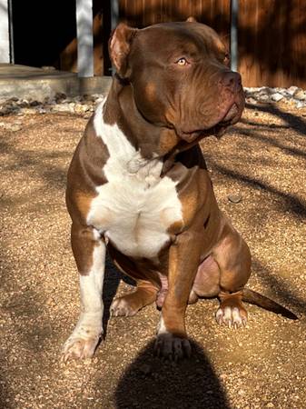 1,year old male chocolate tri xl bully